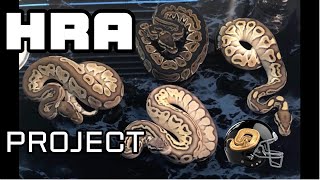 HRA Project 10 2023