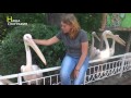 Пеликаны в киевском зоопарке