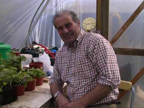 Video: Growing Delphiniums: Culture Features, Sowing