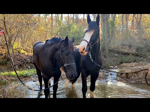 Gentle Giant Horse Teaches A Neglected Horse How To Play | The Dodo Faith = Restored
