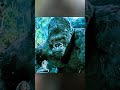 King Kong vs V. Rex 🦍🦖 #edit #shorts