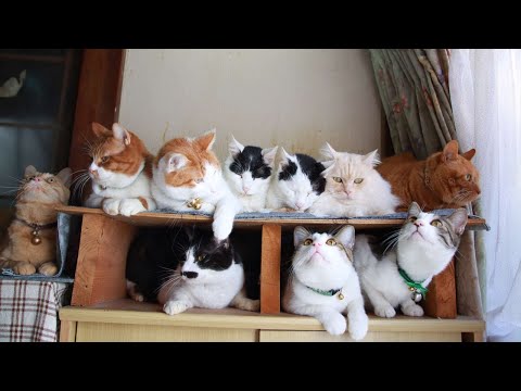 10匹の猫 240327 - YouTube