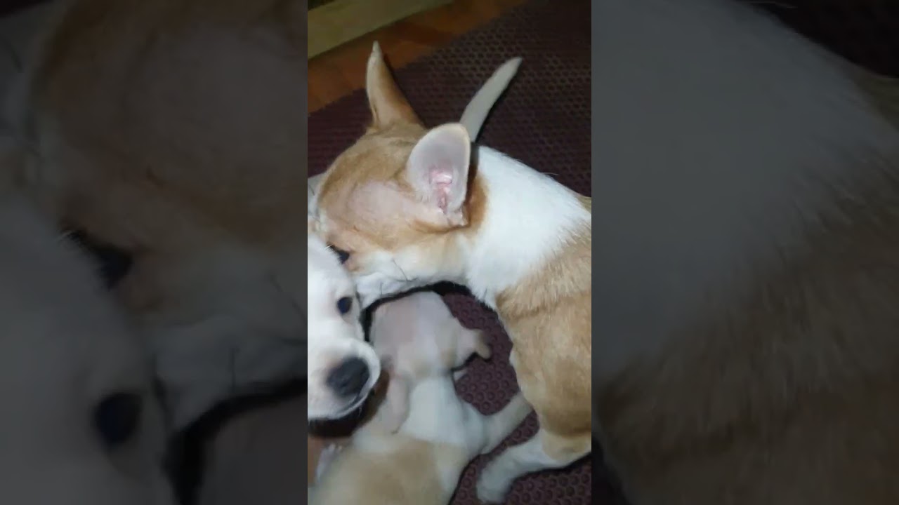 Angry Chihuahuas Fight Club (ASMR) Fight Night №3