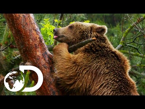 Turkey's Brown Bears Fight For Survival | Wildest Middle East