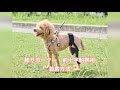 膝サポーター（前十字靭帯用）装着方法※超小型犬/ベルト山型