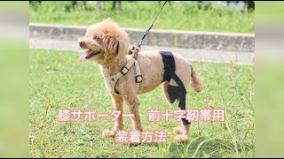 膝サポーター（前十字靭帯用）装着方法※超小型犬/ベルト山型