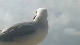 Seagull Aquatic Ambience Evolution Bird Explore Nature Now Acuatic Ambience Evolution Bird Free wild