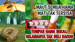 maut bagi hama apapun tumpas ditempat bersih tak tersisa dengan ramuan ajaib ini