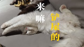 妈耶 五个月布偶发情了 连续输出铲屎官六次 by Caesar and Loki's Wild Dad 63 views 3 months ago 1 minute, 56 seconds