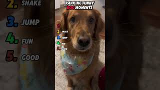Unbelievably Goofy Dog Moments #funny