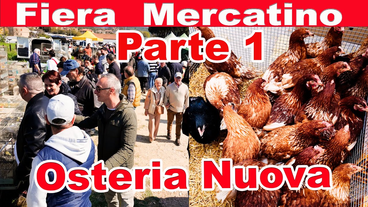 Fiera Mercatino Animali Osteria Nuova  Fiera Tradizionale e Mercatino #animali #osterianuova