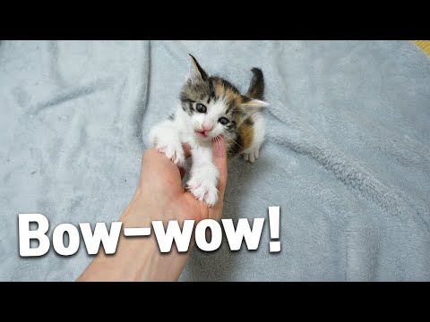 Is <strong>It</strong> a <strong>Cat</strong> or a Dog?🤣🤣😍