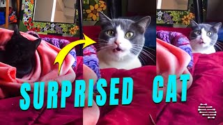 Cat Had a Surprised Face Then Started to Slowly Go Back Down