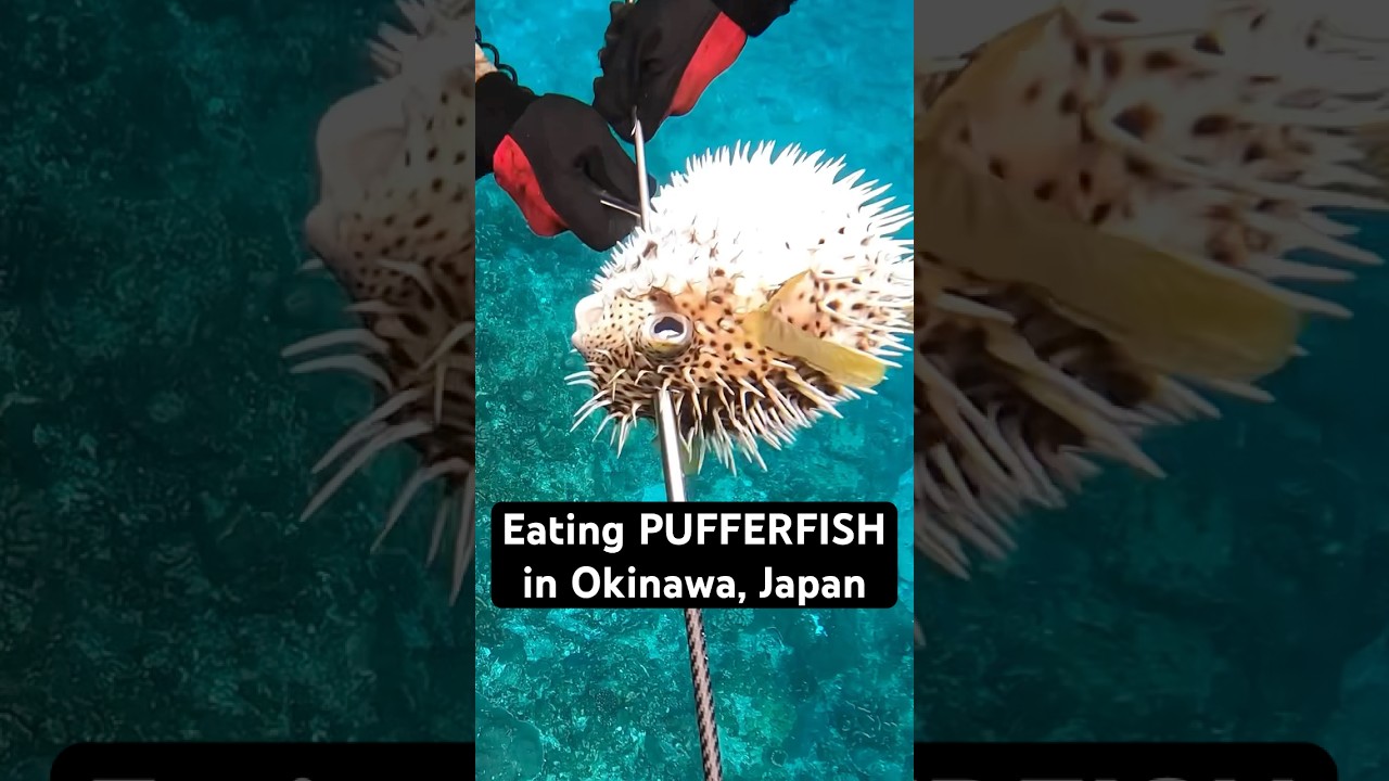 My very first time trying Pufferfish! It was delicious 🐡 