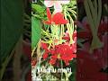 madhu malti #madhumalti #flowers #plantlovers #viralvideo #youtubeshorts #trending