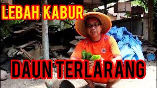 Daun paling di takuti lebah,dijamin pasti menyingkir semua/leaves in hate bees [FULL HD]