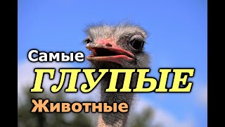 Топ 10 Самые Глупые Животные В Мире