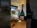I love your daughter #cat #animallovers #cute #catlovers #catshorts #funny #catvideos