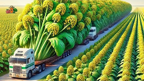 Mustard Harvesting: How Farmers Collect and Process Mustard Seeds for Oil Production 🌾🧴