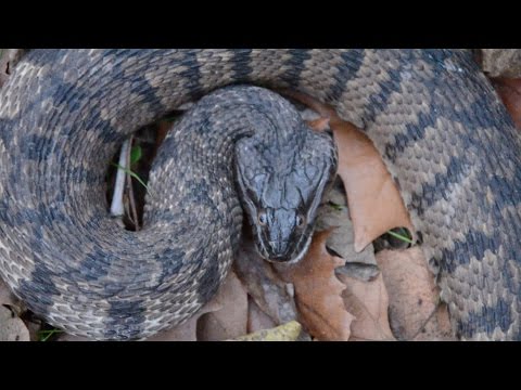 Snake with Triangle