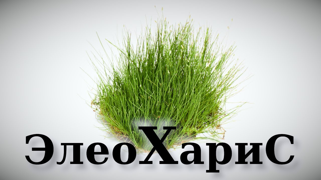 Крутой аквариумный газон - Элеохарис for all - YouTube