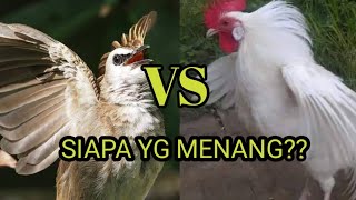 Burung Trucukan Edan