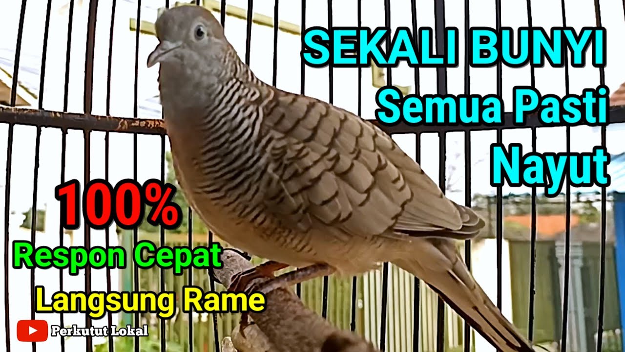 Perkutut Lokal Gacor Suara Pancingan Perkutut Paling Ampuh Langsung Manggung #perkututlokal #pikat