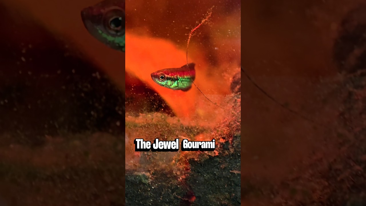 NEW Jewel Gourami - Nanosphronemus gemma