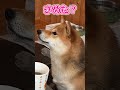 お姉ちゃんにフーフーしてもらう柴犬てぃーだ #柴犬てぃーだ #柴犬 #かわいい
