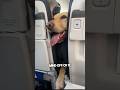 This dog helped her on the airplane ❤️