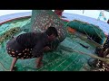 Deep sea fishings  giant trevally fish latest updates  kadal tv