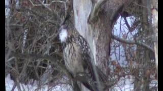 Berguv/ Eurasian eagle-owl (Bubo bubo), Falkenberg (Hl). En ropande hanne i skymningstid, 2/3 2010.
Falkenberg kommun (Halland).