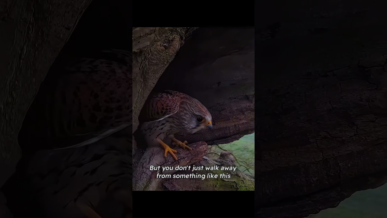 She came home to a shattered egg. What she did next was pure mother's rage.#wildanimals #kestrel