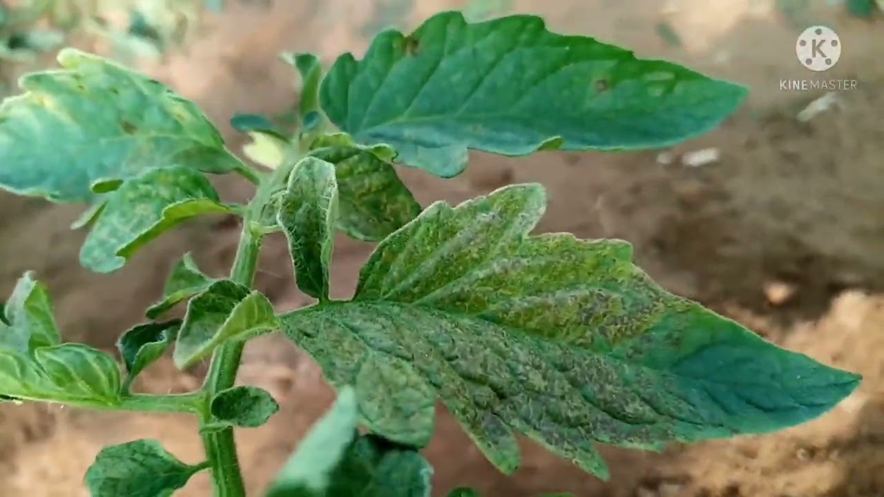 مكافحة اللفحة المتاخرة في الطماطم