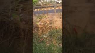 🌏🌴भुजंगा या कोतवाल ,Dicrurus macrocercus, Sparrow Conservation गौरैया संरक्षण 🌏🌴 screenshot 5