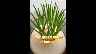 onion grows green #fruitplants #greenthumb #plantgrowth #fruittrees #garden