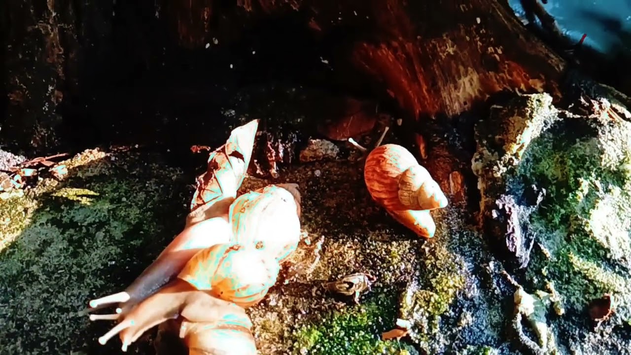 Unveiling the Mysteries: Understanding Brown Snails in Your Backyard 