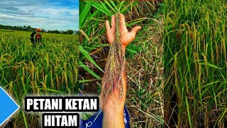 LATEST 95% THIS IS BLACK GLUTINY RICE FROM SOUTH SULAWESI, SUPERIOR PLANT SEEDS