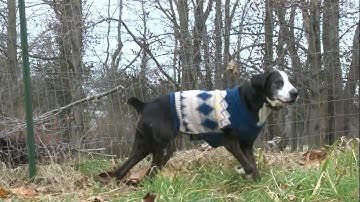 Wright-Way Rescue: Frank is looking for his “Furever Home”