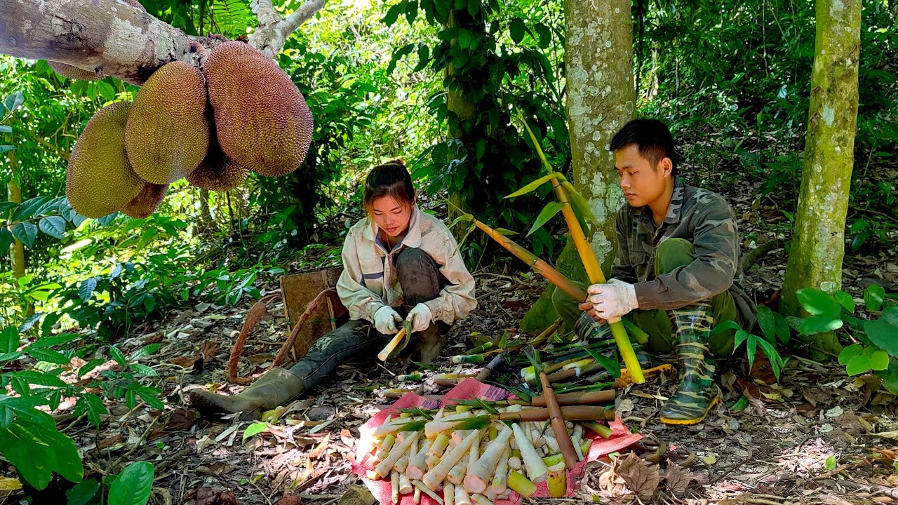 Going to the forest to pick bamboo shoots, Picking jackfruit how to