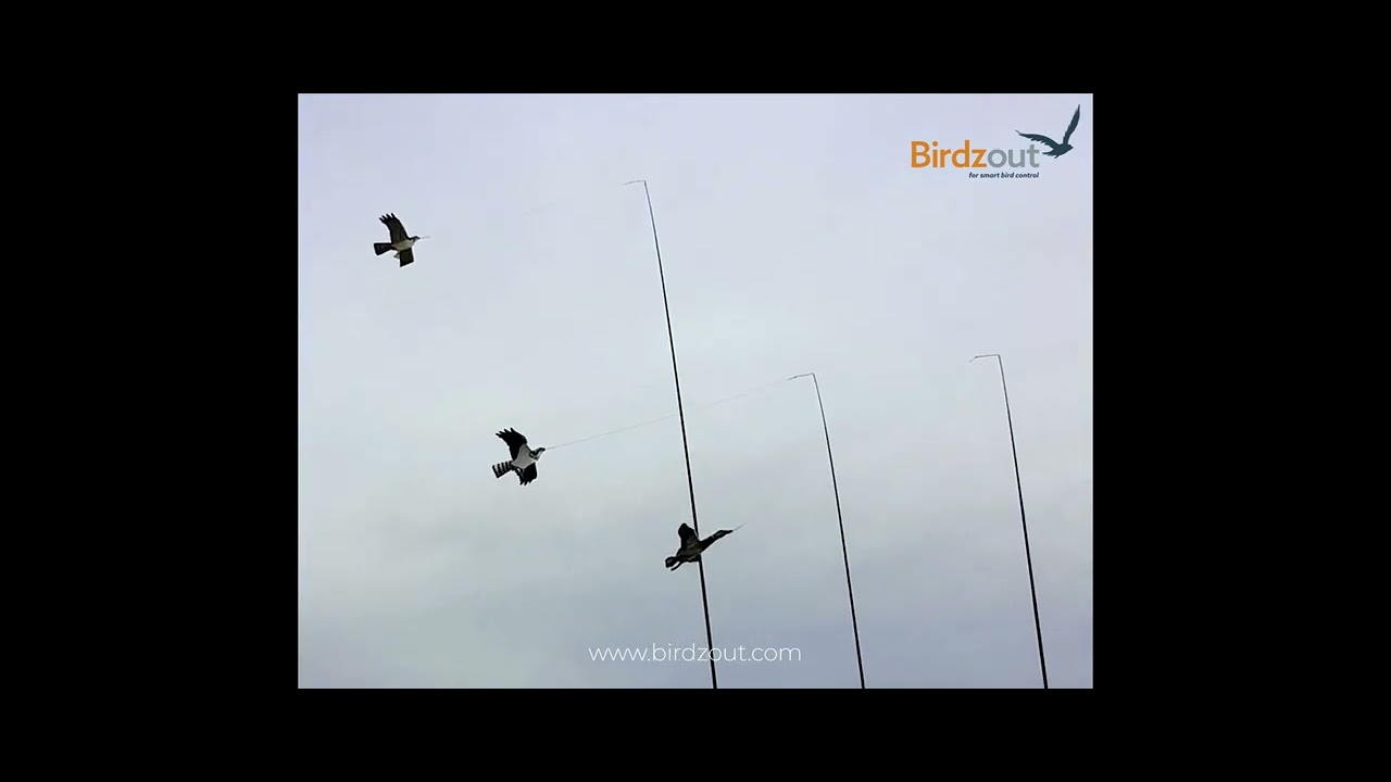 Birdzout Predator Kites in action - YouTube