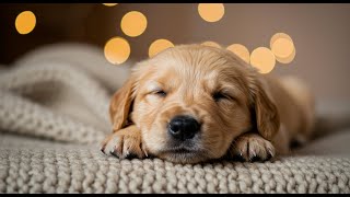 Relaxing Dog Music – 8 HOURS of Soft Harmony
