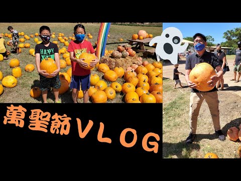 萬聖節，到農場去挑南瓜
