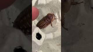 Male Or Female Roach?