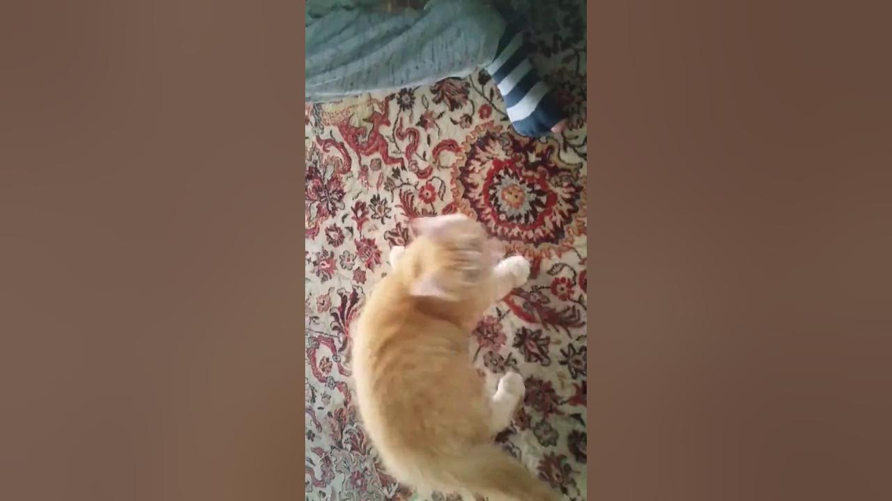 Mon chat saute sur la caméra. YouTube