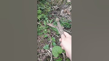 Can you find the MOREL mushroom? Spring 2022 #farmlife #morels #shorts #forest