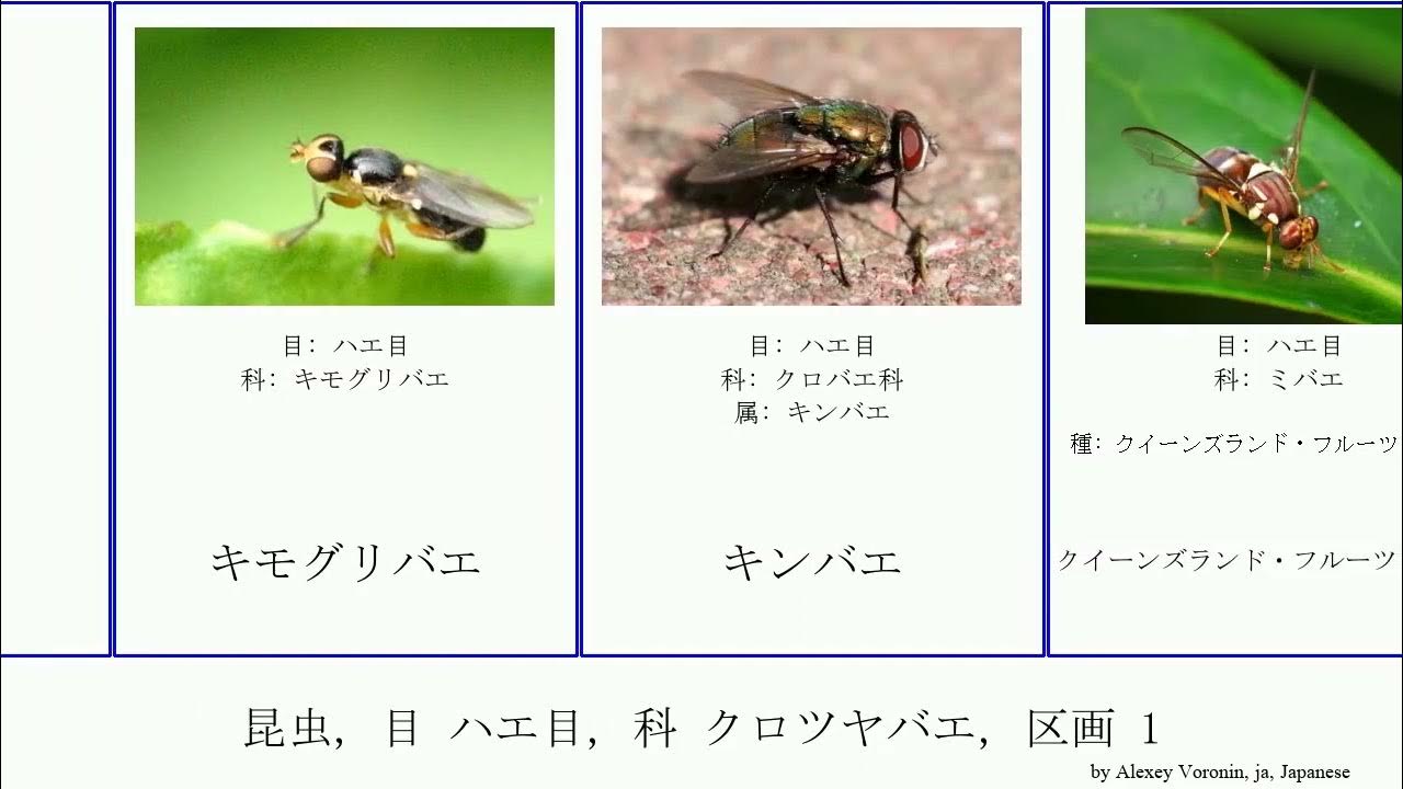 昆虫, 目 ハエ目, 科 クロツヤバエ, 区画 1 insect チーズバエ Mini オリーブミバエ クモバエ科 Loom サシチョウバエ
