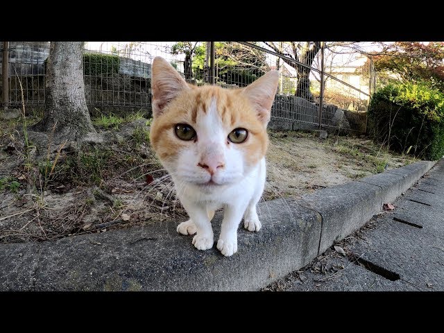 無邪気な子猫が可愛い声で話しかけてきた！