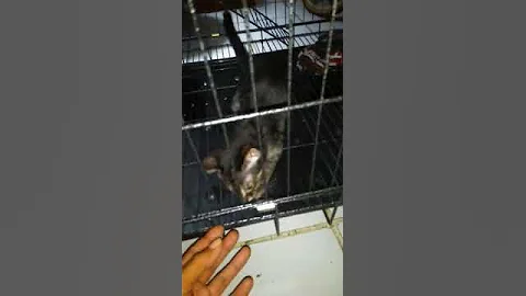 Watch the video about F1 male charcoal from asian leopard cat