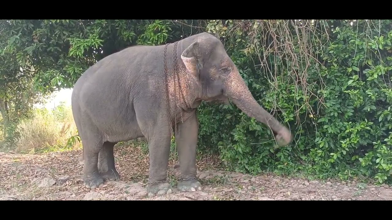 บ้านสวน เชอรี่ วันนี้อากาศดี้ดีพาเดินเล่นซะเลย